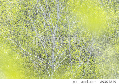 Background material: Fresh green of the forest, image of early summer Background material: Fresh green of the forest, image of early summer 89301819