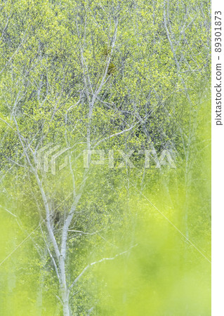 Background material: Fresh green of the forest, image of early summer Background material: Fresh green of the forest, image of early summer 89301873