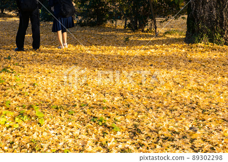 高知公園五彩繽紛的銀杏 高知公園五彩繽紛的銀杏 89302298
