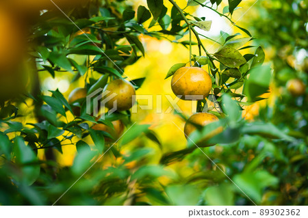 Ripe oranges on branches have green leaves Orange in farm. Ripe oranges on branches have green leaves Orange in farm. 89302362
