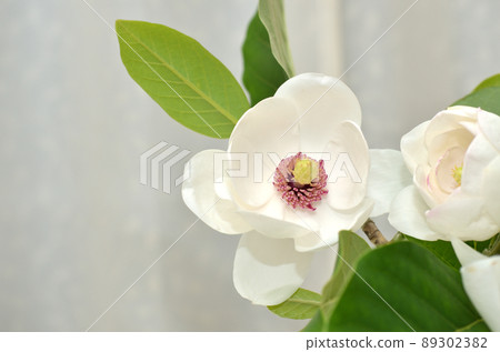 盛開的Renge Oyama的一個輪子 89302382