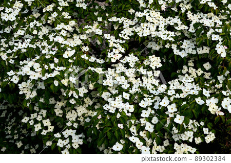 花園裡盛開的庫薩山茱萸花 89302384