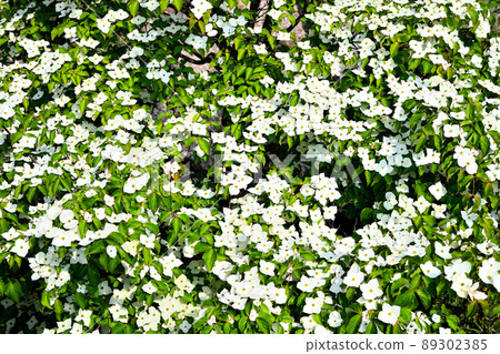 花園裡盛開的庫薩山茱萸花 89302385