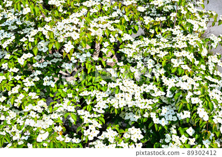 Kousa dogwood flowers blooming in the garden 89302412