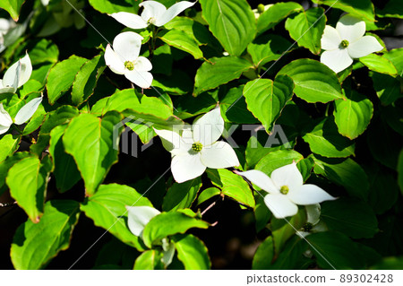 花園裡盛開的庫薩山茱萸花 89302428