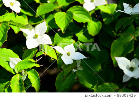 花園裡盛開的庫薩山茱萸花 89302429