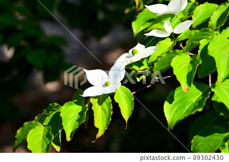 Kousa dogwood flowers blooming in the garden Kousa dogwood flowers blooming in the garden 89302430