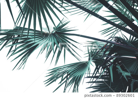 Tropical palm tree with sun light on sunset sky and cloud abstract background. Summer vacation and nature travel adventure concept. Vintage tone filter effect color style. 89302601