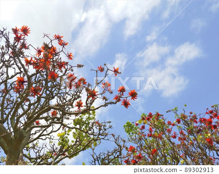 Deigo flowers and blue sky 2 Okinawa Deigo flowers and blue sky 2 Okinawa 89302913