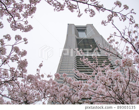 Sakura scenery in front of the Landmark Tower Sakura scenery in front of the Landmark Tower 89303135