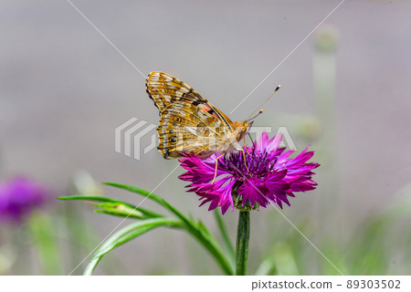 Purple cornflower and Indian fritillary 89303502