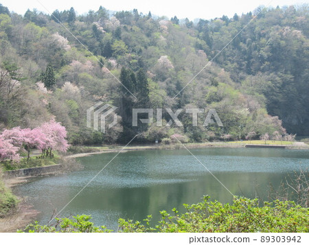 April Spring Urara Sakura full bloom and dam fountain April Spring Urara Sakura full bloom and dam fountain 89303942