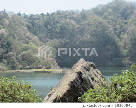 April Spring Urara Sakura full bloom and dam fountain April Spring Urara Sakura full bloom and dam fountain 89303943