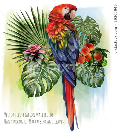 Vector illustration watercolor of Macaw bird and tropical leaves. 89303949
