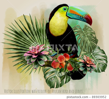 Vector illustration watercolor of toucan bird and leaves. 89303952