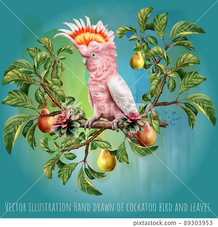 Vector illustration Hand drawn of cockatoo bird and leaves. 89303953