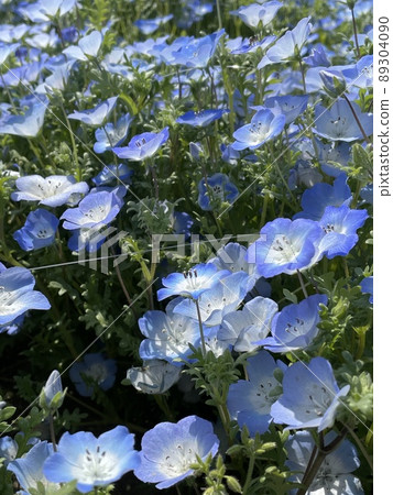 Flowers 89304090