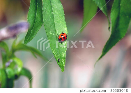 Ladybugs staying on the leaves of plants 89305048