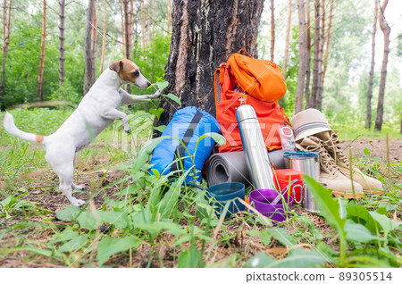 Dog and camping equipment in a pine forest. Backpack, thermos, sleeping bag, compass, hat and shoes. 89305514