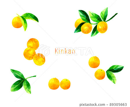 金橘果葉集插圖，水果手繪水彩插圖 89305663