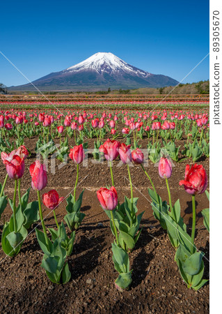 富士和郁金香領域 89305670