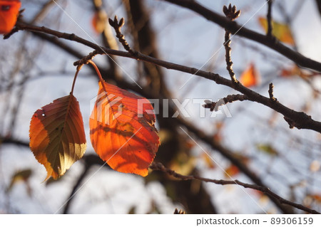 Autumn leaves Autumn leaves 89306159