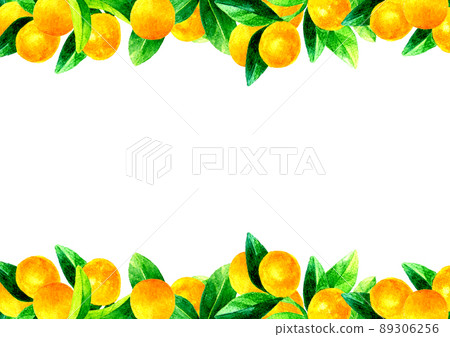 Kumquat tree background material A4 size fruit / fruit hand-painted watercolor illustration material 89306256