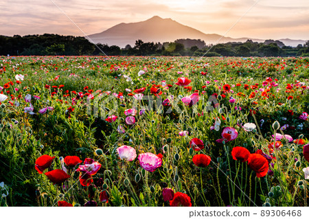 [Kokaigawa Fureai Park, Ibaraki Prefecture] Poppy fields in full bloom and Mt. Tsukuba 89306468