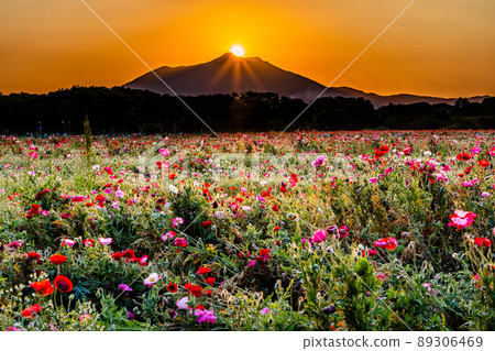 [Kokaigawa Fureai Park, Ibaraki Prefecture] Poppy fields in full bloom and Mt. Tsukuba 89306469