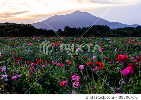 [Kokaigawa Fureai Park, Ibaraki Prefecture] Poppy fields in full bloom and Mt. Tsukuba 89306470