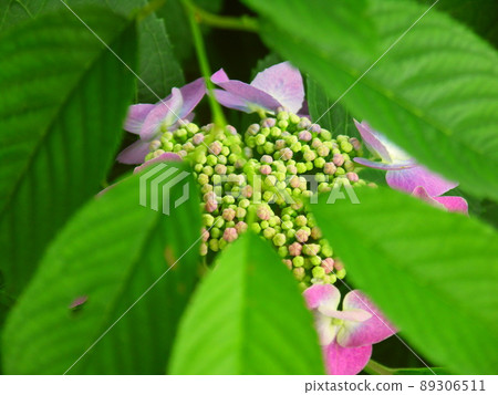 Purple forehead hydrangea blooming in the park seen through young leaves 89306511