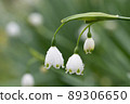 Lily of the valley 89306650