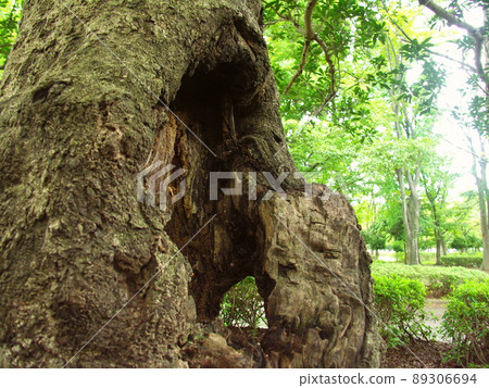 Dead trees in an autumn park with a bayberry cave 89306694
