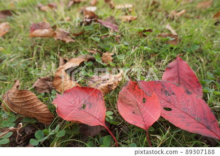 Fallen leaves Fallen leaves 89307188