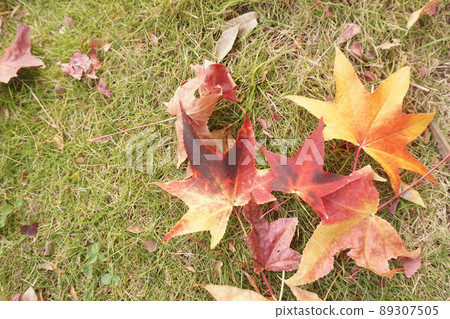 Fallen leaves  89307505