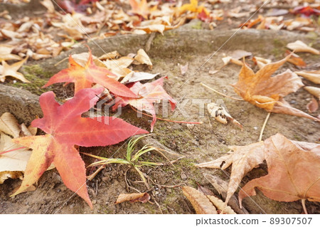 Fallen leaves  89307507