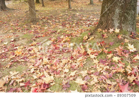 落葉 89307509