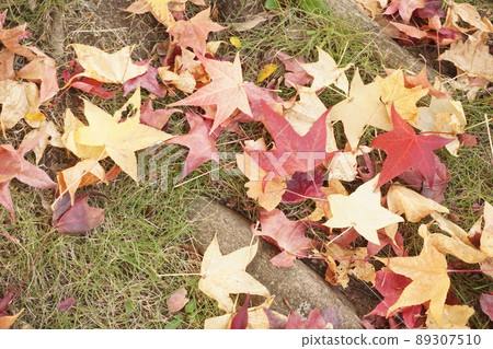 落葉 89307510
