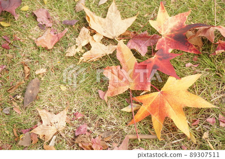 落葉 落葉 89307511