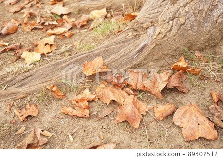 Fallen leaves  89307512