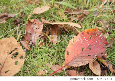 落葉 89307524