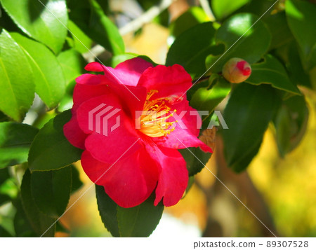Sasanqua flowers in the park that bloom in early winter 89307528