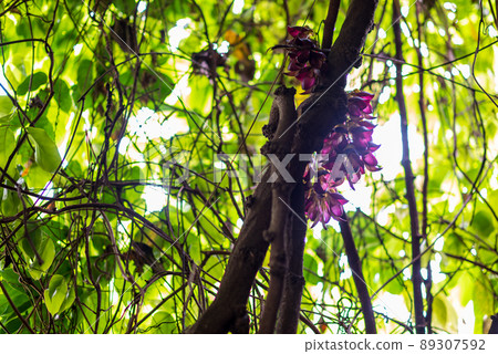 Mucuna semperata 被指定為國家特別天然紀念物 Mucuna semperata 被指定為國家特別天然紀念物 89307592
