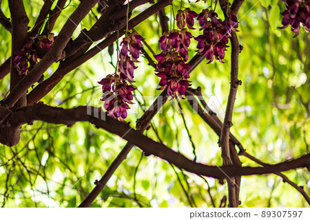 Mucuna semperata 被指定為國家特別天然紀念物 Mucuna semperata 被指定為國家特別天然紀念物 89307597