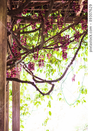 Mucuna semperata 被指定為國家特別天然紀念物 Mucuna semperata 被指定為國家特別天然紀念物 89307629