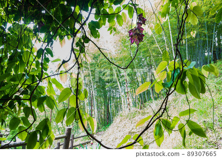 Mucuna semperata designated as a national special natural monument Mucuna semperata designated as a national special natural monument 89307665