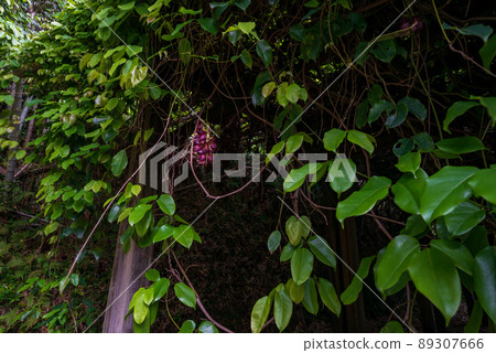 Mucuna semperata designated as a national special natural monument 89307666