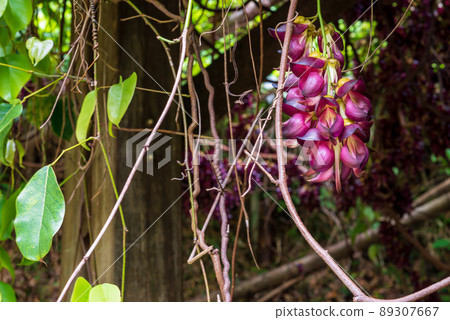 Mucuna semperata designated as a national special natural monument Mucuna semperata designated as a national special natural monument 89307667