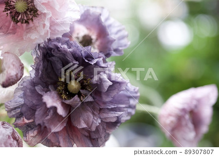 令人驚嘆的灰色花朵,花園裡裝滿罌粟 令人驚嘆的灰色花朵,花園裡裝滿罌粟 89307807