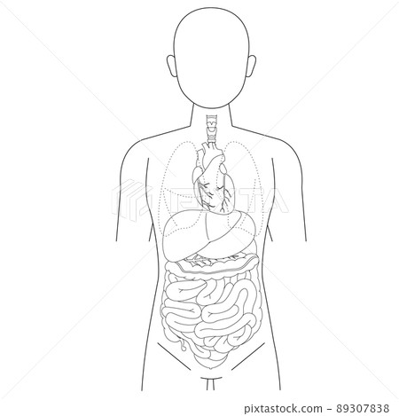 Human figure and organs Human figure and organs 89307838